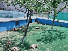 -西霞口神雕山野生动物世界