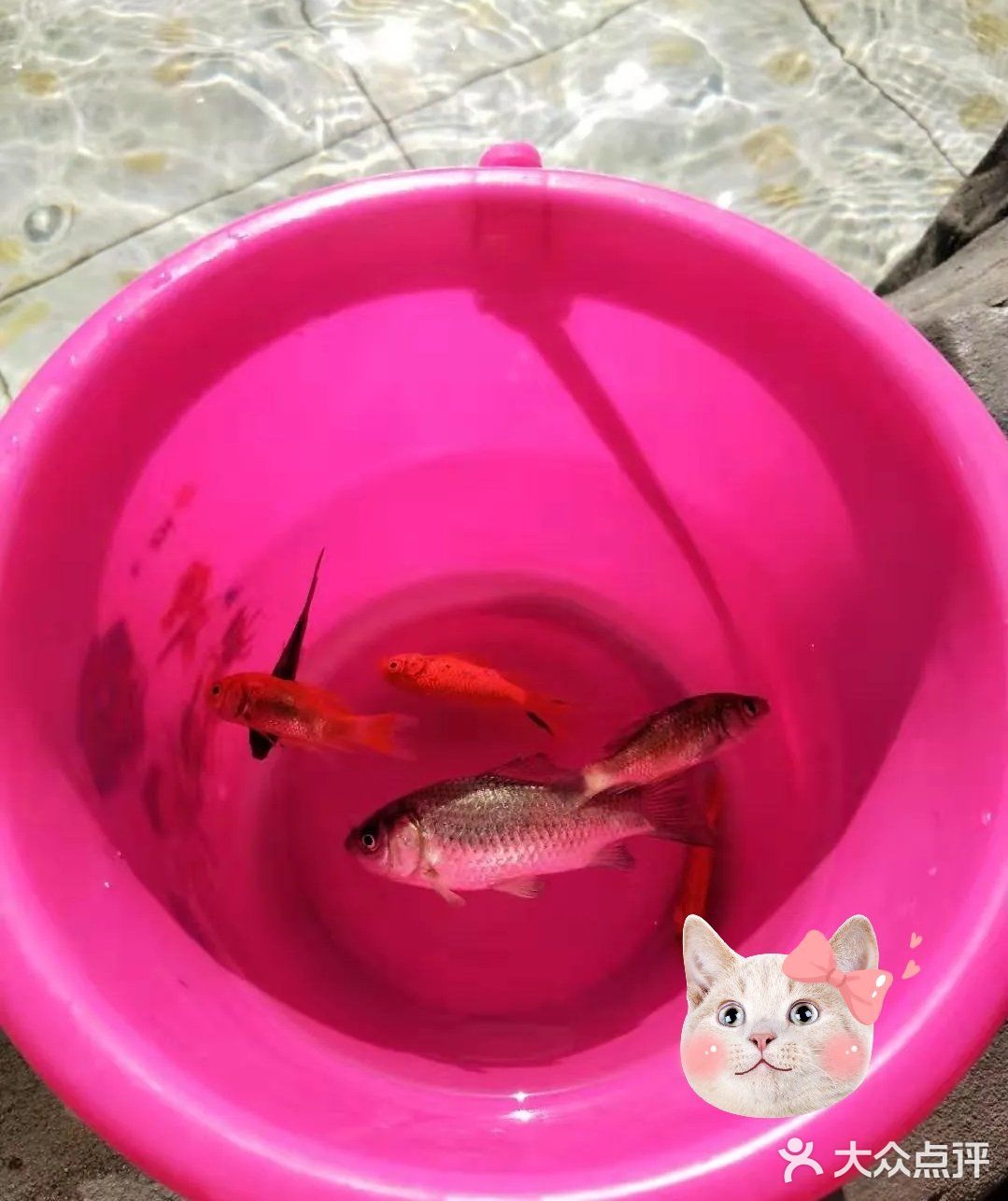 滑索道你们敢来挑战吗？