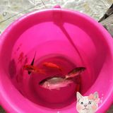 滑索道你们敢来挑战吗？