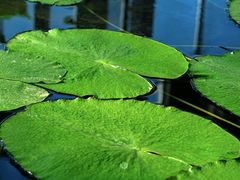 -国家植物园南园