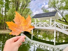 -上海共青森林公园