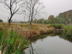 -佛手湖郊野公园