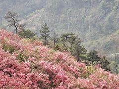 -木兰云雾山
