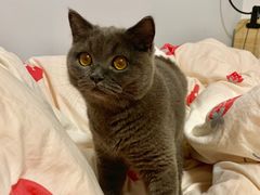 -瑞派康怡24h宠物医院·犬猫医疗中心·微创绝育(瑞景分院)