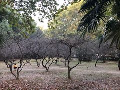 -武汉大学-樱园
