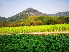 -八卦田遗址公园