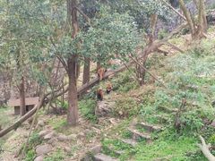 -都江堰中华大熊猫苑