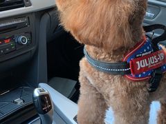 -爱侣宠医·鹦鹉专科·小型哺乳类·异宠专科(灵石路店)