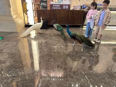 -西双版纳融创皇冠假日度假酒店