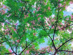 -中山市树木园