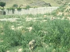 -新疆天山野生动物园