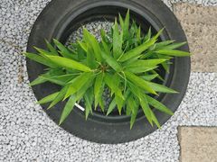 -菊园百果园