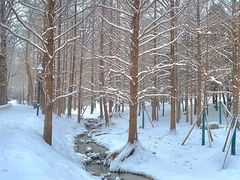 -白水寺森林公园