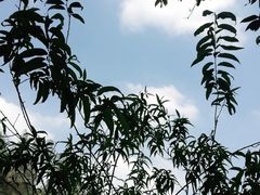 -南国桃园旅游度假区