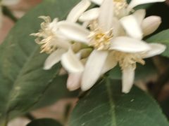 -恩宁刘福记(东华东路店)