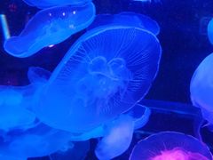 -太平洋海底世界