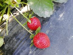 -会江钓鱼钓虾烧烤场