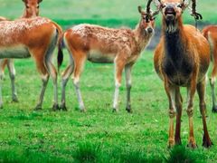 -溱湖国家湿地公园