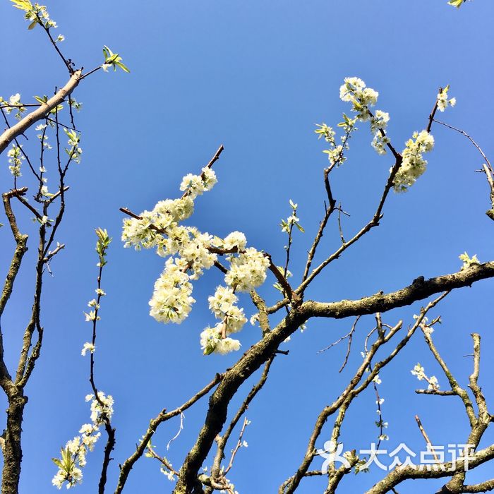 韶关九峰镇花海图片