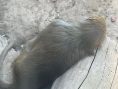 -青藏高原野生动物园