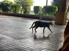 -ခြောက်ထပ်ကြီးရွှေသာလျောင်းဘုရားကြီး