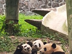-都江堰中华大熊猫苑