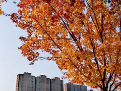 -坝河休闲公园