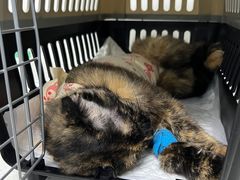 -纳吉亚猫专科动物诊疗中心(蒋宅口分院)