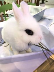 -Moni星球萌宠·小马宝莉·灵蛇·高端高阶全萌宠互动体验俱乐部(红豆国际广场店)