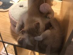 -屋虎猫馆(宝安大仟里店)