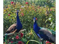 -亚龙湾国际玫瑰谷