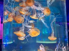 -上海海昌海洋公园
