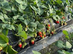 -尚田草莓姑娘白草莓采摘基地