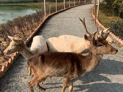 -李小龙乐园(顺德均安店)