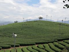 -大唐贡茶院