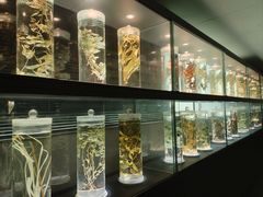 -广东中医药博物馆
