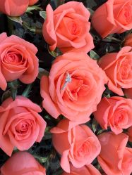 -I Do(重庆龙湖北城天街购物广场店)