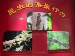 -上海昆虫博物馆