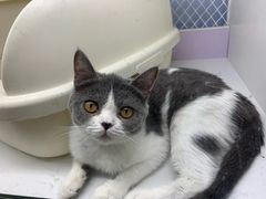 -喵的天空名猫咖啡馆·撸猫·猫舍·用品