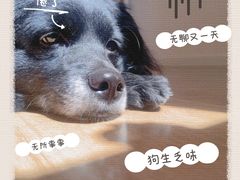 -瑞派福兴宠物医院犬猫全科·骨科·中西医结合(河东店)