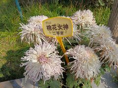 -清明上河园