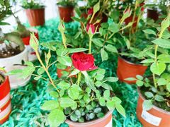 -大润发(勤业店)