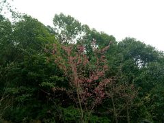 -九鲤湖风景区