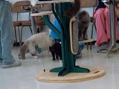 -共舞时光猫咖·狗咖(新街口店)