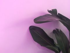 -花沐 FLOWER BATH(凤凰城店)