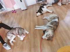 -Husky Go! 哈士奇体验馆·宠物咖啡厅狗咖
