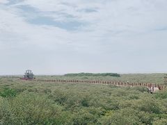 -北海金海湾红树林生态旅游区