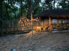 -清迈夜间动物园