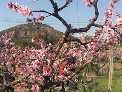 -桃花岛景观公园