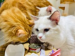 -藏猫猫咖啡主题馆(中央大道店)